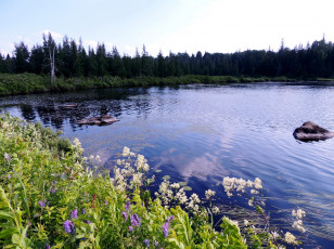 Картинка природа реки озера лето река цветы камни