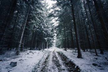 Картинка природа дороги зима дорога следы деревья снег лес ветки