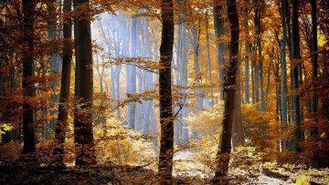 Картинка природа лес деревья осень листва
