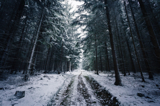 Обои картинки фото природа, дороги, зима, дорога, следы, деревья, снег, лес, ветки