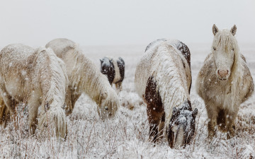Картинка животные лошади табун снег трава
