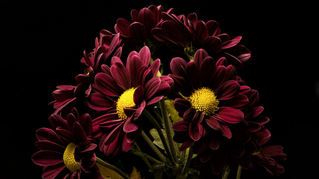 Обои картинки фото цветы, хризантемы, бордовые