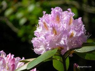 Картинка цветы рододендроны азалии