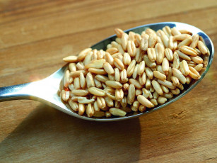 Картинка еда крупы зерно специи семечки
