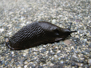 обоя european, black, slug, животные, улитки