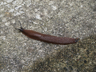 Картинка european red slug животные улитки