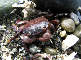 Картинка shore crab животные крабы раки