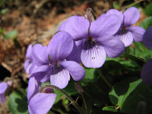 Картинка wild violets цветы фиалки