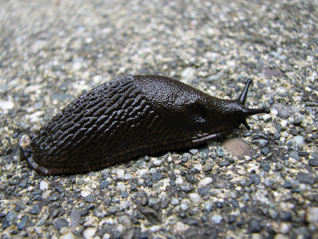 Обои картинки фото european, black, slug, животные, улитки