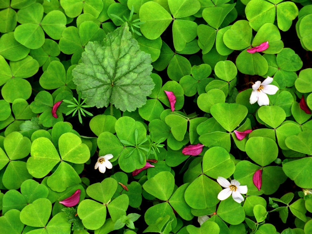 Обои картинки фото oxalis, in, spring, цветы, луговые, полевые