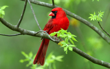 Картинка животные кардиналы