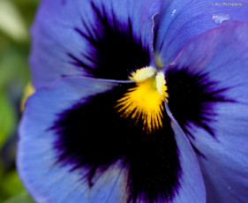 Картинка цветы анютины глазки садовые фиалки лепестки макро
