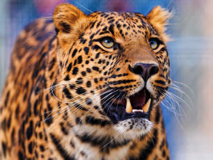 Картинка животные леопарды смотрит вверх леопард морда усы