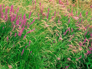 Картинка цветы луговые полевые лето луг