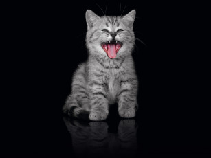 Картинка животные коты котёнок