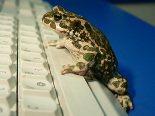Картинка животные лягушки клавиатура лягушка