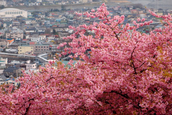 Картинка цветы сакура вишня ветки цветение город