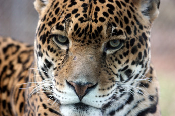 Картинка животные Ягуары морда крупным планом ягуар серьёзный взгляд