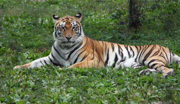 Картинка животные тигры тигр лежит смотрит морда