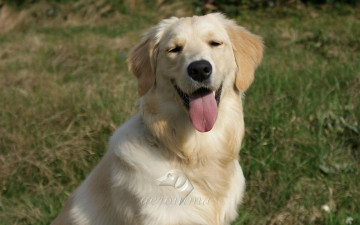 Картинка автор geronima животные собаки golden retriever