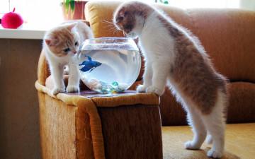 обоя животные, разные, вместе, аквариум, котята, рыбка