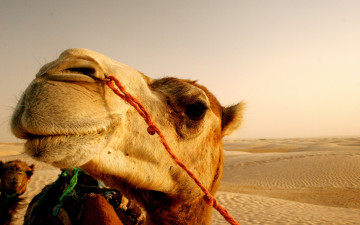 Картинка животные верблюды корабль пустыни