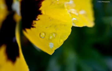 Картинка цветы анютины глазки садовые фиалки макро лепестки дождь капли роса