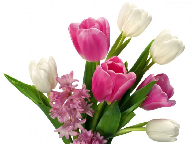 Обои картинки фото цветы, разные, вместе, тюльпаны, гиацинт