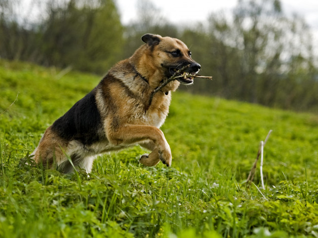 Обои картинки фото животные, собаки, игра, зелЁнаЯ, палка, овЧарка, пасть, лужайка, движение, бег, клыки, трава