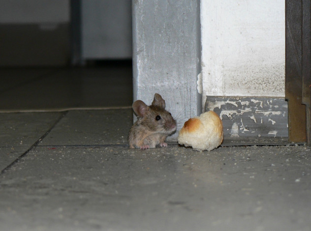 Обои картинки фото животные, крысы, мыши, хлеб, мышка