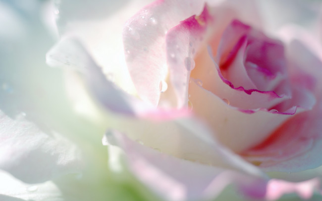 Обои картинки фото цветы, розы, нежность, лепестки, бутон, капли, макро