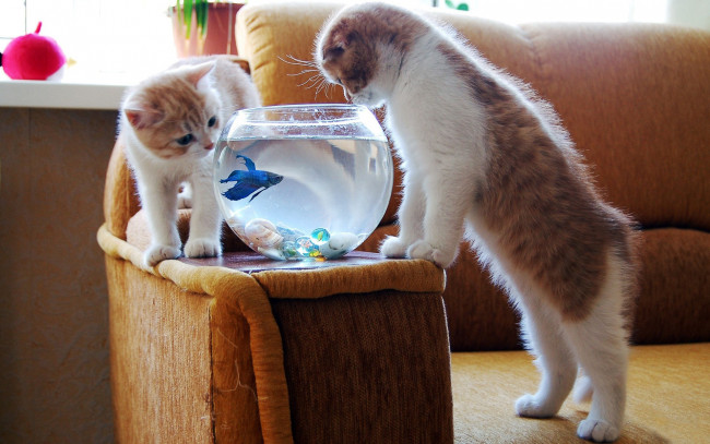 Обои картинки фото животные, разные, вместе, аквариум, котята, рыбка