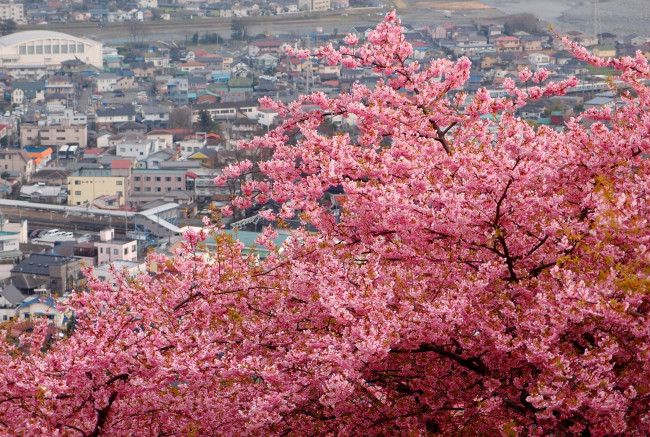Обои картинки фото цветы, сакура, вишня, ветки, цветение, город