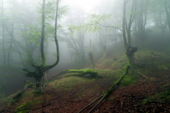 Картинка природа лес овраг тумман