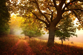 Картинка природа дороги лес дорога дерево осень
