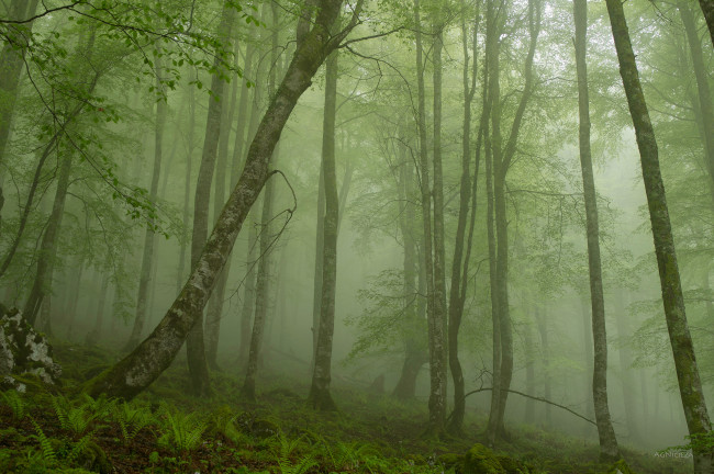 Обои картинки фото природа, лес, папоротники, туман