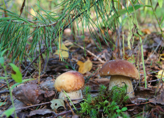 Картинка природа грибы крепыши