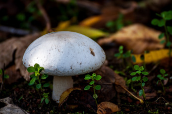 Картинка природа грибы макро