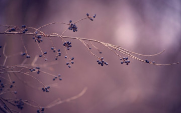 Картинка природа Ягоды ветка макро осень