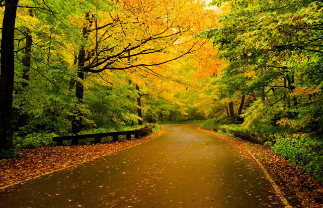 Обои картинки фото природа, дороги, листья, лес, road, walk, forest, trees, leaves, colorful, nature, деревья, осень, colors, fall, autumn, path