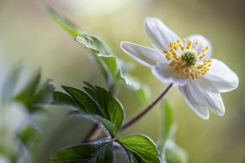 Картинка цветы анемоны +сон-трава анемона белый цветок боке
