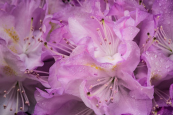 Картинка цветы рододендроны+ азалии капли лепестки розовый много яркий нежность макро цвет