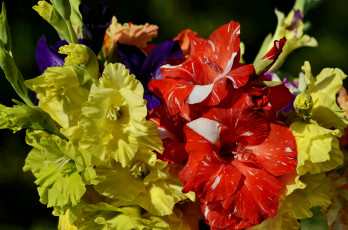 Картинка цветы гладиолусы фото крупным планом