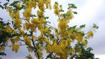 Картинка цветы глициния желтый