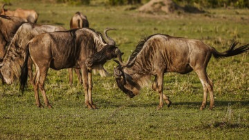 Картинка животные антилопы гну