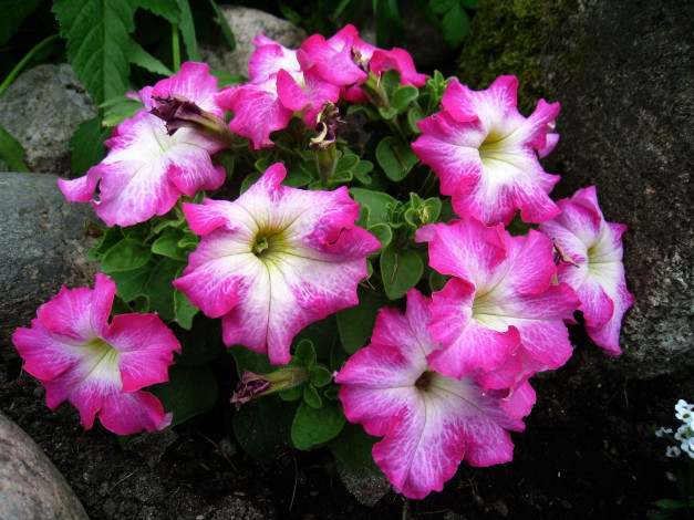 Обои картинки фото цветы, петунии,  калибрахоа, розовый