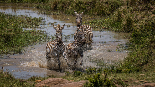 Обои картинки фото животные, зебры, река