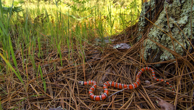 Обои картинки фото coast mountain kingsnake, животные, змеи,  питоны,  кобры, королевская, змея