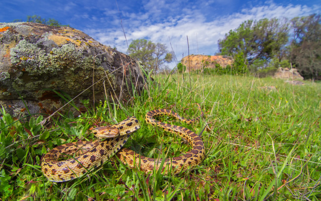 Обои картинки фото pacific gopher snake, животные, змеи,  питоны,  кобры, тихоокеанская, змея