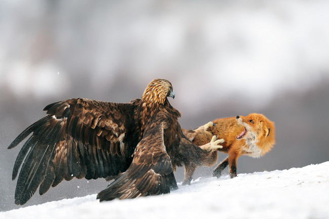 Обои картинки фото животные, разные вместе, орел, битва, лиса, птица, снег, зима